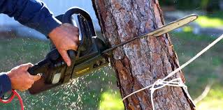 Best Palm Tree Trimming  in Deer Lodge, MT