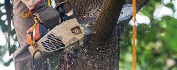 Best Tree Preservation Services  in Deer Lodge, MT