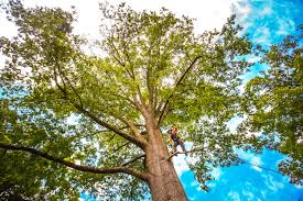 Best Arborist Consultation Services  in Deer Lodge, MT