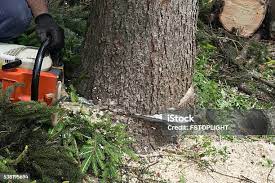 Best Tree Trimming and Pruning  in Deer Lodge, MT