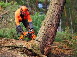 Best Hazardous Tree Removal  in Deer Lodge, MT