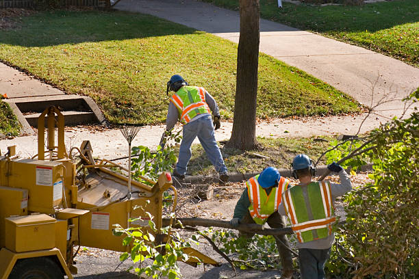 Best Tree Cabling and Bracing  in Deer Lodge, MT