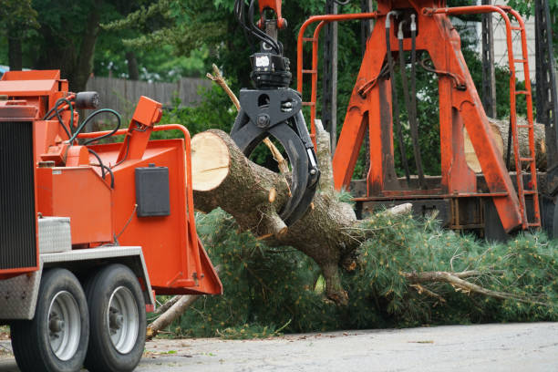 Best Storm Damage Tree Cleanup  in Deer Lodge, MT