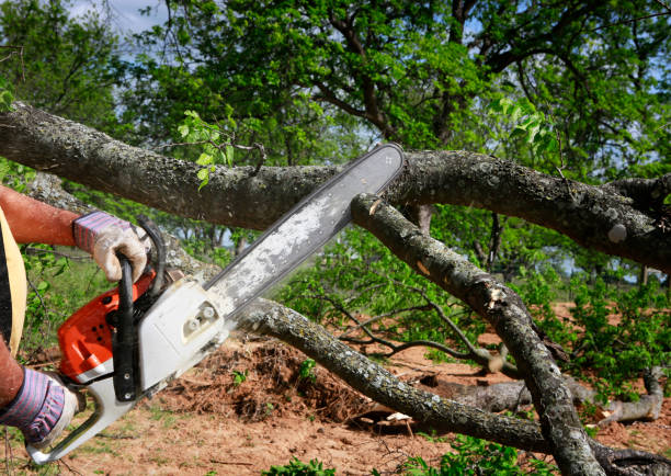 Best Tree and Shrub Care  in Deer Lodge, MT